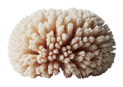 Close up of a white coral polyp structure transparent background cutout png