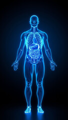 human anatomy wireframe glowing internal organs futuristic light healthcare innovation medical science background