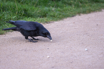 Obraz premium Black crow eating marshmallow on the road near green grass – wildlife bird close-up, side view