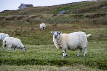 Fototapeta premium Whiteface wooly sheep, marked with orange paint to note ownership, in a grass pasture, Scottish Highlands in Western Scotland 