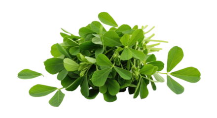 Fresh fenugreek leaves transparent background cutout png