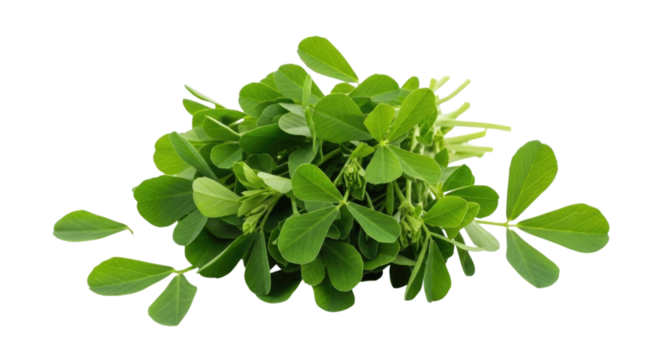 Fresh fenugreek leaves transparent background cutout png