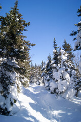 Winter wonderland beckons with a serene snow-covered trail winding through a peaceful forest