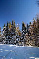 Winter wonderland of fir trees blanketed in snow under a bright blue sky