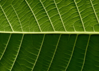 Detailed macro photograph of a vibrant green leaf showing visible vein patterns and natural texture. Ideal for eco, organic, and botanical backgrounds or nature design projects.