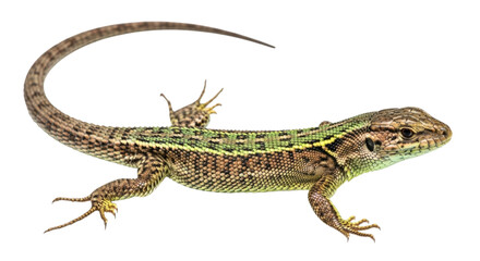 Fototapeta premium Brown and green lizard with curled tail transparent background cutout png