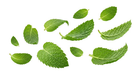 Fresh mint leaves scattered transparent background cutout png