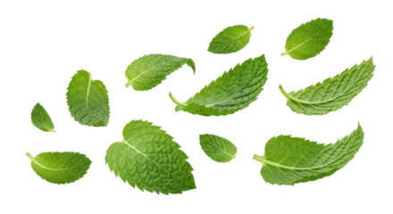 Fresh mint leaves scattered transparent background cutout png