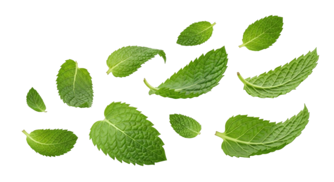 Fresh mint leaves scattered transparent background cutout png - Powered by Adobe