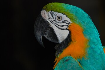 Macaw (Ara ararauna) close-up side profile head shot 
