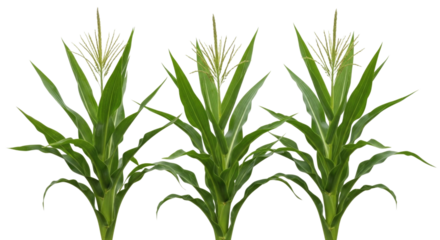 Three young corn stalks growing transparent background cutout png