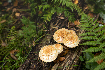 scaly scales, boletus mushrooms in autumn forest