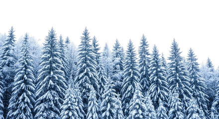 Obraz premium Snow covered pine forest at night transparent background cutout png