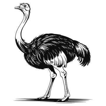 ostrich vector illustration