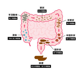 大腸のベクターイラスト (大腸で便が作られるまで)