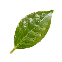 Green Leaf with Water Droplets, Fresh Nature Element Isolated on Transparent Background