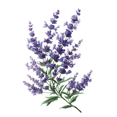 Obraz premium bunch of lavender