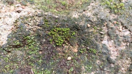 Green moss growing on a damp stone surface, showing natural beauty and simple life in a humid environment.
