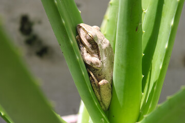 Small Brown Tree Frog Resting on Bright Aloe Vera