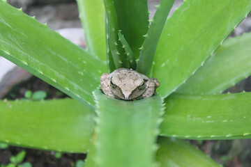 Camouflaged Tree Frog Resting on Green Aloe Vera Plant