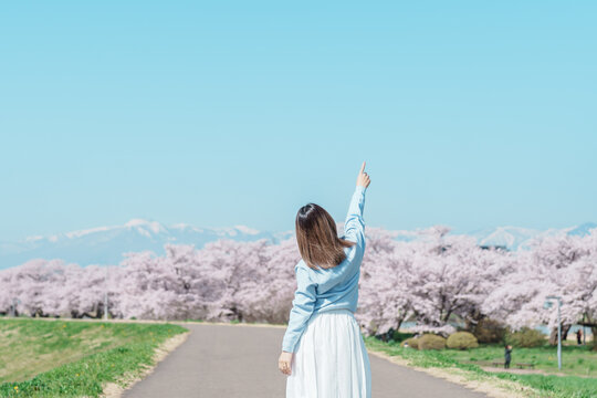 Woman tourist sightseeing Kitakami Tenshochi Park with Sakura Cherry Blossom in Spring, traveler travel in Kitakami festival, Iwate prefecture, Japan. Landmark for Travel and Vacation destination