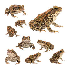 Desert Dweller with Spotted Skin and Bulging Eyes in Sonora Region, Isolated on Transparent Background