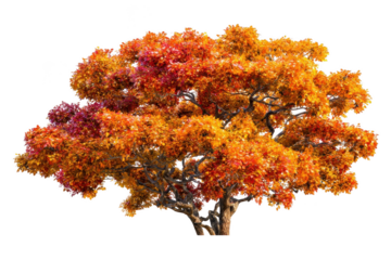 A magnificent full autumn tree displays a breathtaking canopy of fiery orange and deep red leaves