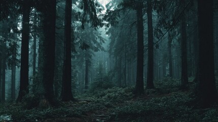 Fototapeta premium Fog envelops a dense forest with tall trees standing guard creating a peaceful and mysterious atmosphere.