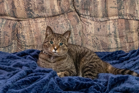Close up view of a brown and gray striped tabby cat relaxing on a dark blue blanket on top of a sofa