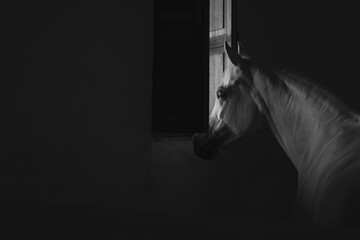 portrait of a horse in a stable in black and white