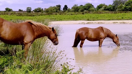 Chestnut horse at a lake in common grazing ground in the Blackdown Hills in Devon, UK - Powered by Adobe