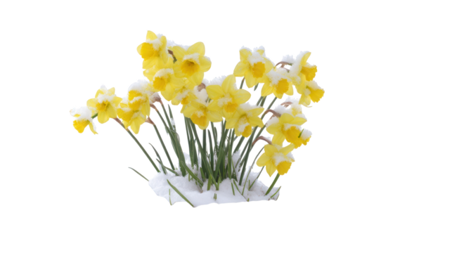 Bunch of Yellow Daffodils with Snow on Transparent Background isolated on a transparent background