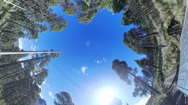 arboles en 360 grados