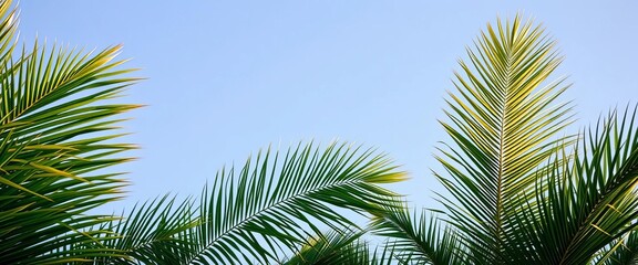 Lush green palm tree leaves against clear sky, foliage, summer