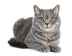 Obraz premium Gray tabby feline lies down, facing forward, with bright yellow eyes