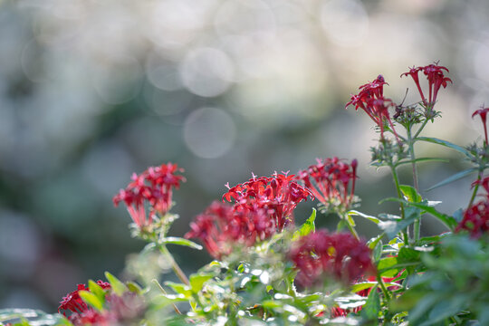 Red Pentas Wrapped in Soft Natural Light and Gentle Bokeh