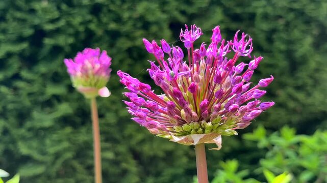 The bright purple ornamental onion Allium Globemaster blooms in the lush green garden on tall stems, displaying its unique spherical heads.