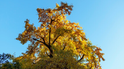 色付いた大イチョウ
