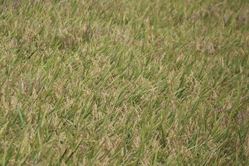 Close-up of young green rice plants in the field.