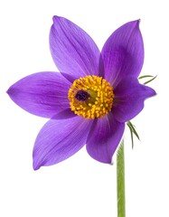 Single purple and yellow flower, shot against a clean white background