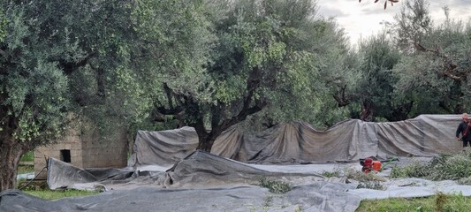 Olive Harvesting Nets Laid Under Olive Trees in Rural Grove