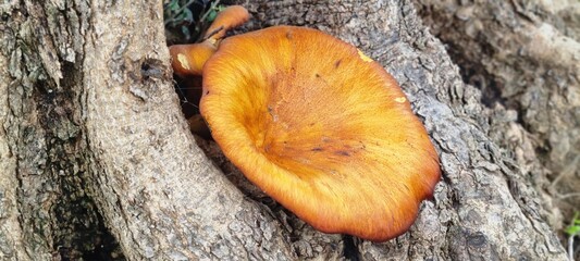 Orange Mushroom Growing on Olive Tree Bark in Nature