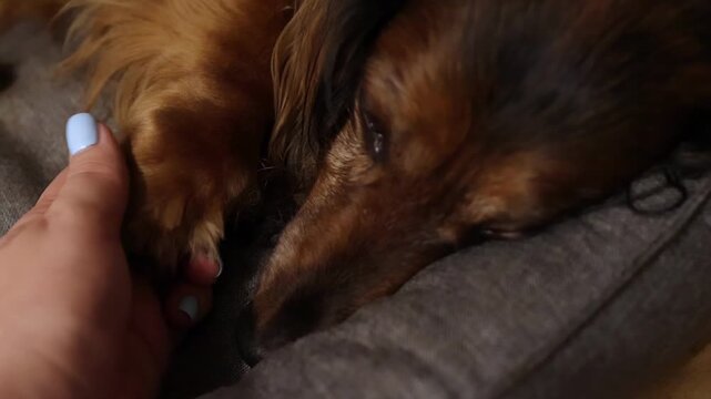 Tender touch from female hand reassures and comforts beloved dachshund dog. Close up of affectionate animal and owner interaction. Calm domestic moment showing love between human and pet
