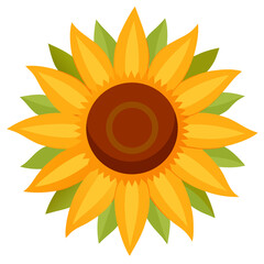 Bright yellow sunflower with green leaves isolated on transparent background