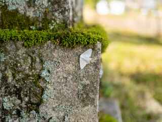 石灯籠に止まるウスキツバメエダシャク