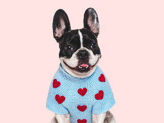 Cute puppy and a heart-shaped pattern on a knitted sweater. Dog smile. Greeting card. Close-up. Studio shot, cut out. Congratulations for family, relatives, friends and colleagues. Pets care concept