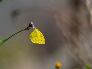 花の蜜を吸うキタキチョウ