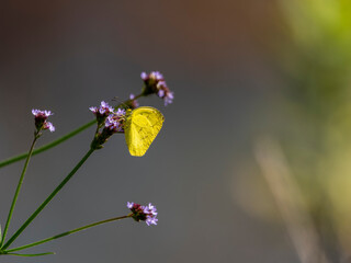 花の蜜を吸うキタキチョウ