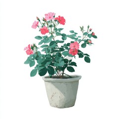 Pink Roses in Gray Pot Against White Background