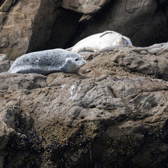 Harbor seals, seen in the wild in North California